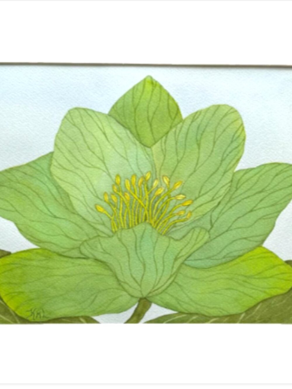 Painting Watercolor Flower Hellebore Green 11x14 & White Mat 16x20 Original Art